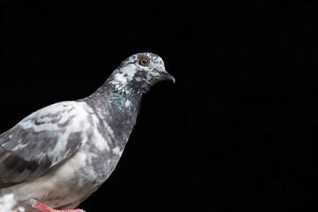 Close-up Rock Pigeon Isolated on Black Background