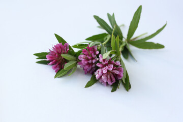 Bouquet of pink clovers on a white background. Concept - medicinal herbs, honey plants.
