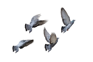 Action Scene of Group of Rock Pigeons Flying in The Air Isolated on White Background with Clipping Path