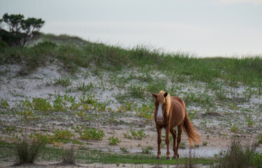 Wild Horses of Shackleford Banks
