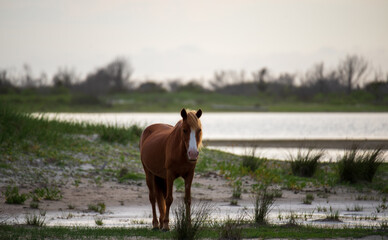 Wild Horses of Shackleford Banks