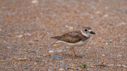 Little Brown Shorebird