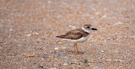 Little Brown Shorebird