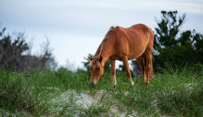 Wild Horses of Shackleford Banks