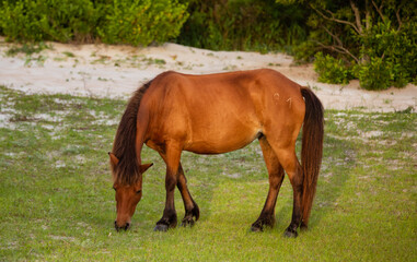 Wild Horses of Shackleford Banks