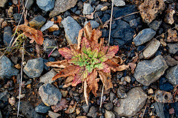 fallen autumn leaves