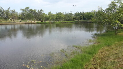 Obraz premium lake in the forest