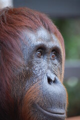 orangutan