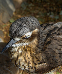 bush stone curlew