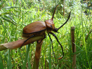 Closeup shot of a Hercules beetle in a forest - obrazy, fototapety, plakaty