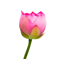 Lotus flower isolated on white background for wallpapers