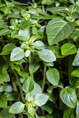 Extreme close-up of French thin leaf basil (Ocimum basilicum) leaves in Brazil