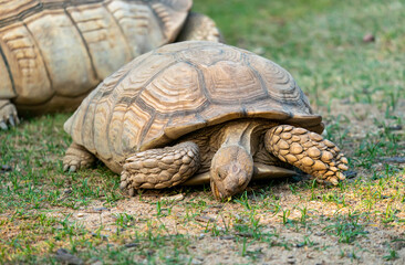 Giant Big earth tortoise on the Floor