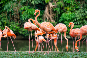 Flamingo birds standing in waterland