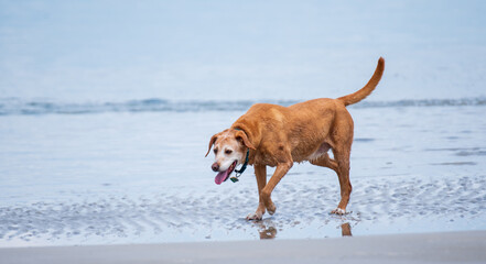 Pups at the Beach