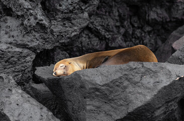 Galapagos fur seal (Arctocephalus galapagoensis) sleeping on volcanic rock, Genovesa island, Galapagos national park, Ecuador.