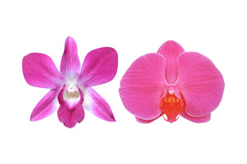 Naklejka na ściany i meble Orchid Flower two Species isolated on white background , clipping path included for design