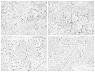 Tree leaf of tropical plant Many species in printed on gray concrete surface for background for design