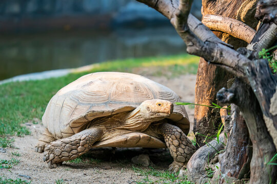 Giant Big earth tortoise on the Floor
