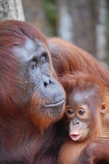 mummy and baby Orangutan