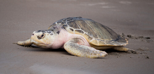 Sea Turtle Going Home