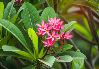 frangipani or plumeria tropical flower in nature