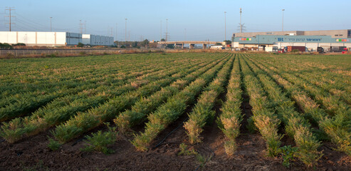 Hummus - how it grows and how it is prepared