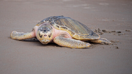 Sea Turtle Going Home