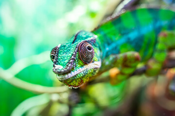 Panther chameleon Furcifer pardalis from Madagascar, perched on a branch