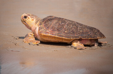 Sea Turtle Going Home