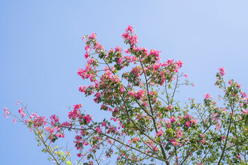 pink silk floss tree flower isolated on blue sky background