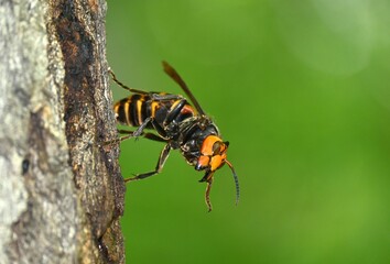 オオスズメバチの女王蜂