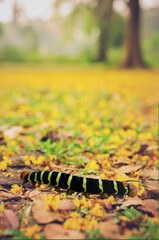 worm caterpillar in autumn