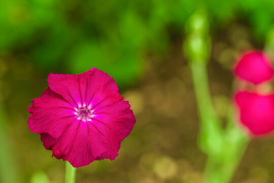 31 Best フランネルソウ Images Stock Photos Vectors Adobe Stock