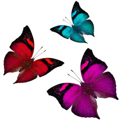 Mix of flying butterflies, red, blue and pink butterfly on white background