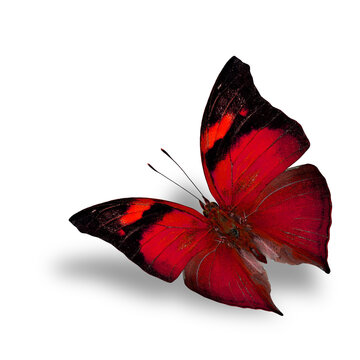 The beautiful flying red butterfly on white background wiith shadow beneath