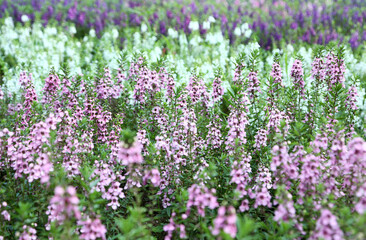 Obraz premium アンゲロニア 花