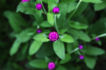 紫色のセンニチソウ