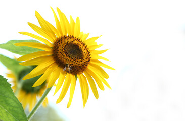 ひまわりとミツバチ