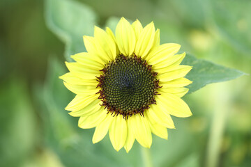 バレンタインひまわり