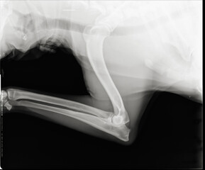 Dorg arm x-ray. Canine front leg radiograph