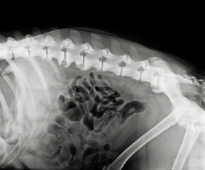 Dog lombar spine radiograph. Canine back spondylosis