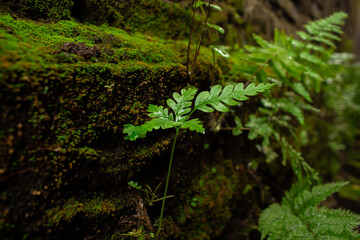 Fototapeta premium Fern grows attached to the mossy wall