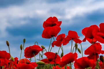 Obraz premium Mohn blüht im Sonnenschein