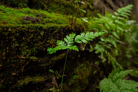 Fern grows attached to the mossy wall