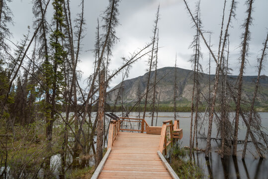 Lake side boardwalk, deck trail leading to a calm, pristine lake in northern Canada, Yukon Territory in camping area during warm summer time. 