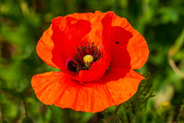 Mohn blüht im Sonnenschein