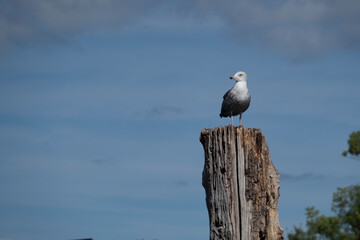 seagull on a post