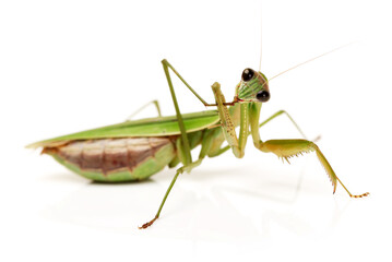 praying mantis isolated on white