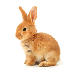 Obraz premium Baby of orange rabbit on white background